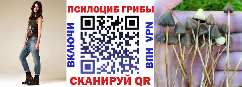 Псилоцибиновые грибы Cubensis  Купить где  Губкинский 